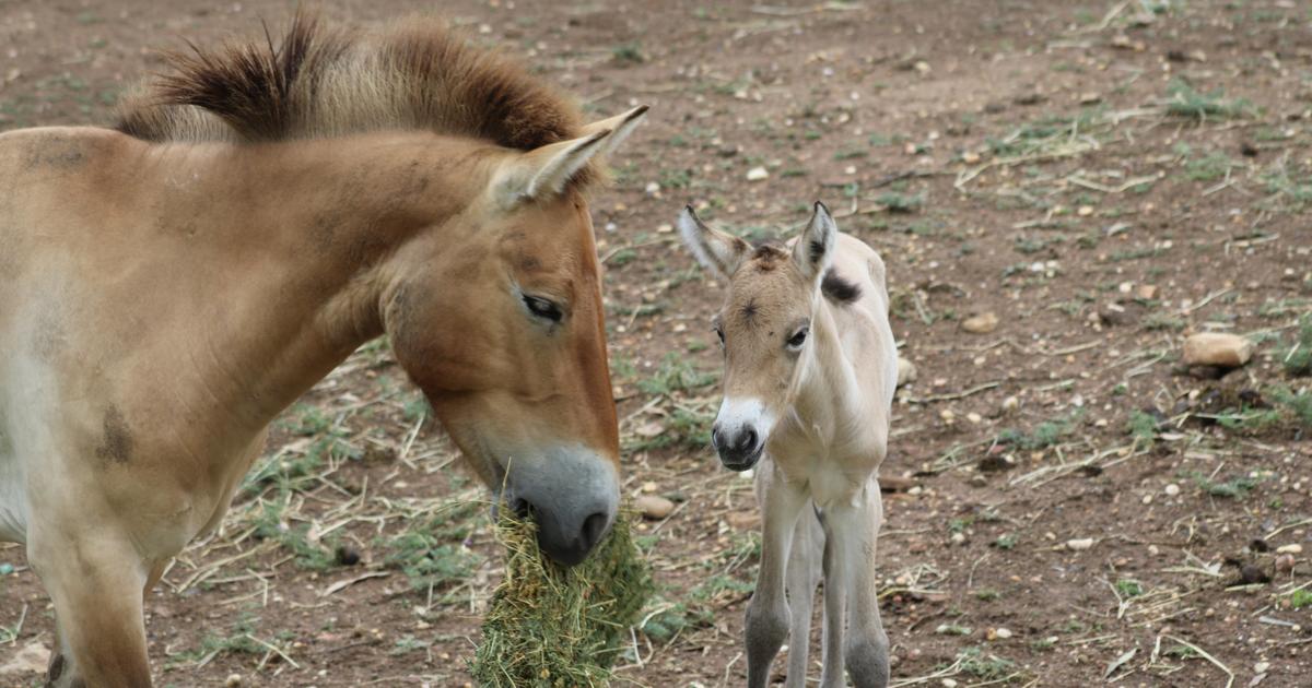 Zoo two Christmas babies Taronga Conservation Society Australia